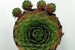 Hauswurz (Sempervivum)