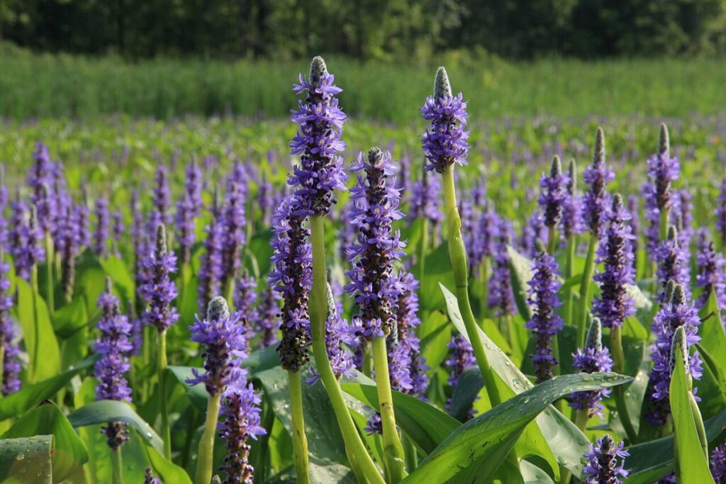 Hechtkraut (Pontederia cordata) — Pflanzenfoto