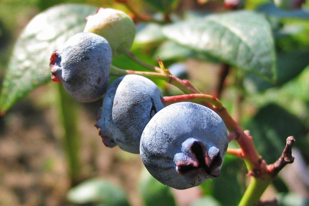 Heidelbeere (Vaccinium corymbosum) — Pflanzenfoto