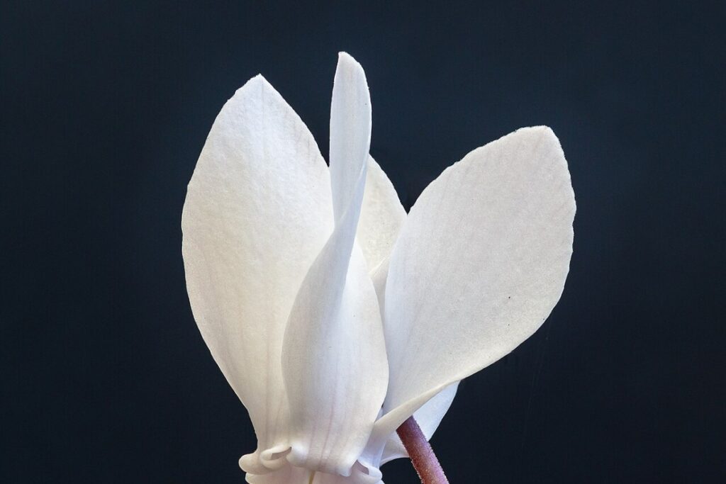 Herbst-Alpenveilchen (Cyclamen hederifolium) — Pflanzenfoto