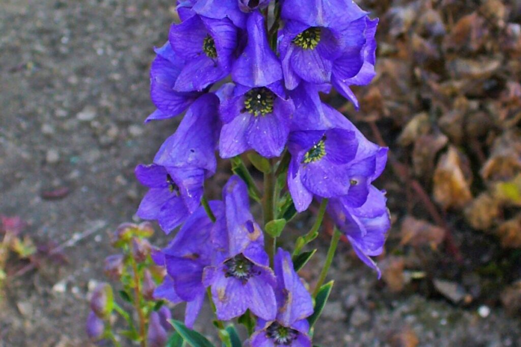 Herbst-Eisenhut (Aconitum carmichaelii) — Pflanzenfoto