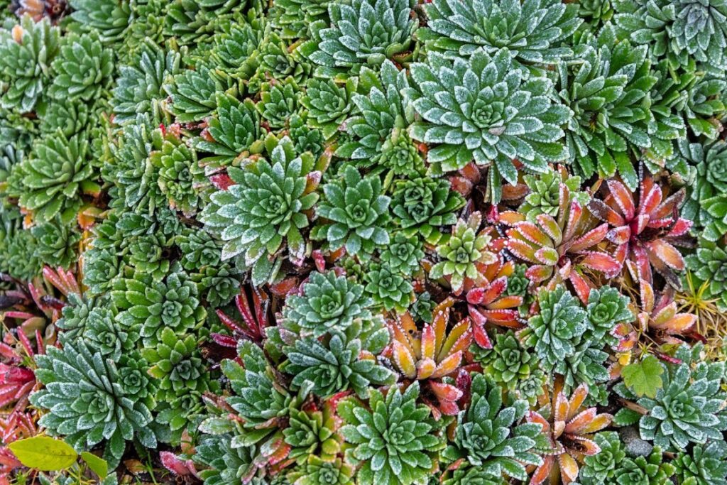 Herbst-Steinbrech (Saxifraga paniculata) — Pflanzenfoto