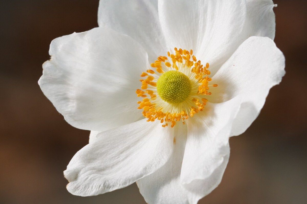 Herbstanemone (Anemone hupehensis) — Pflanzenfoto