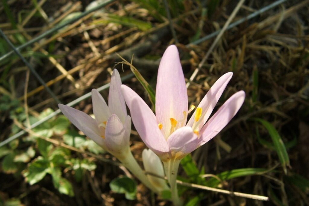 Herbstzeitlose (Colchicum autumnale) — Pflanzenfoto