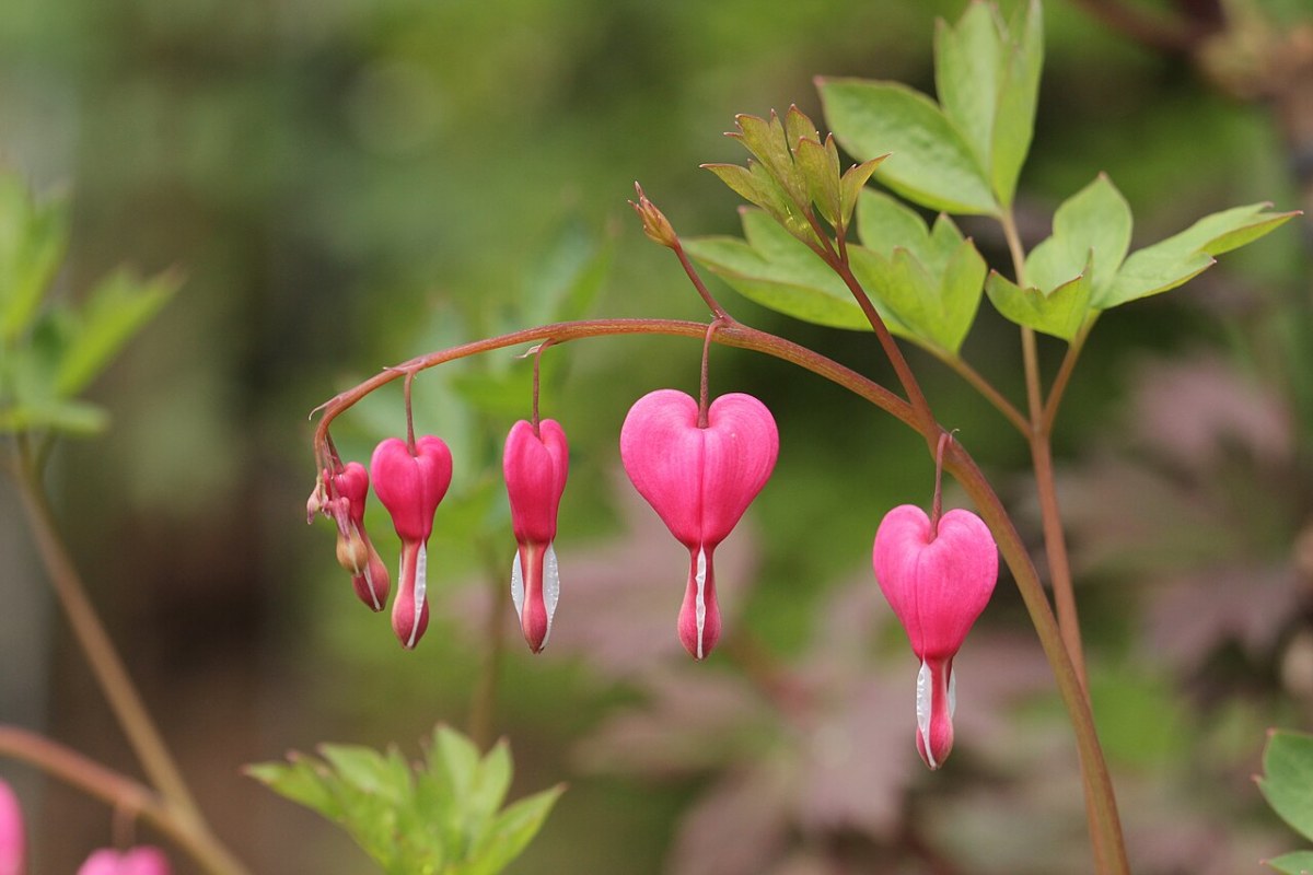 Herzblattlilie (Dicentra spectabilis) — Pflanzenfoto