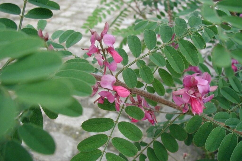 Himmelsblauer Strauch (Indigofera gerardiana) — Pflanzenfoto
