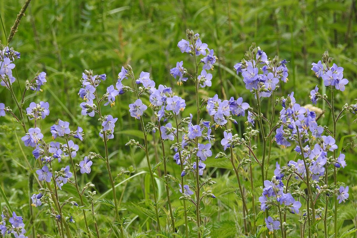 Himmelsleiter (Polemonium caeruleum) — Pflanzenfoto