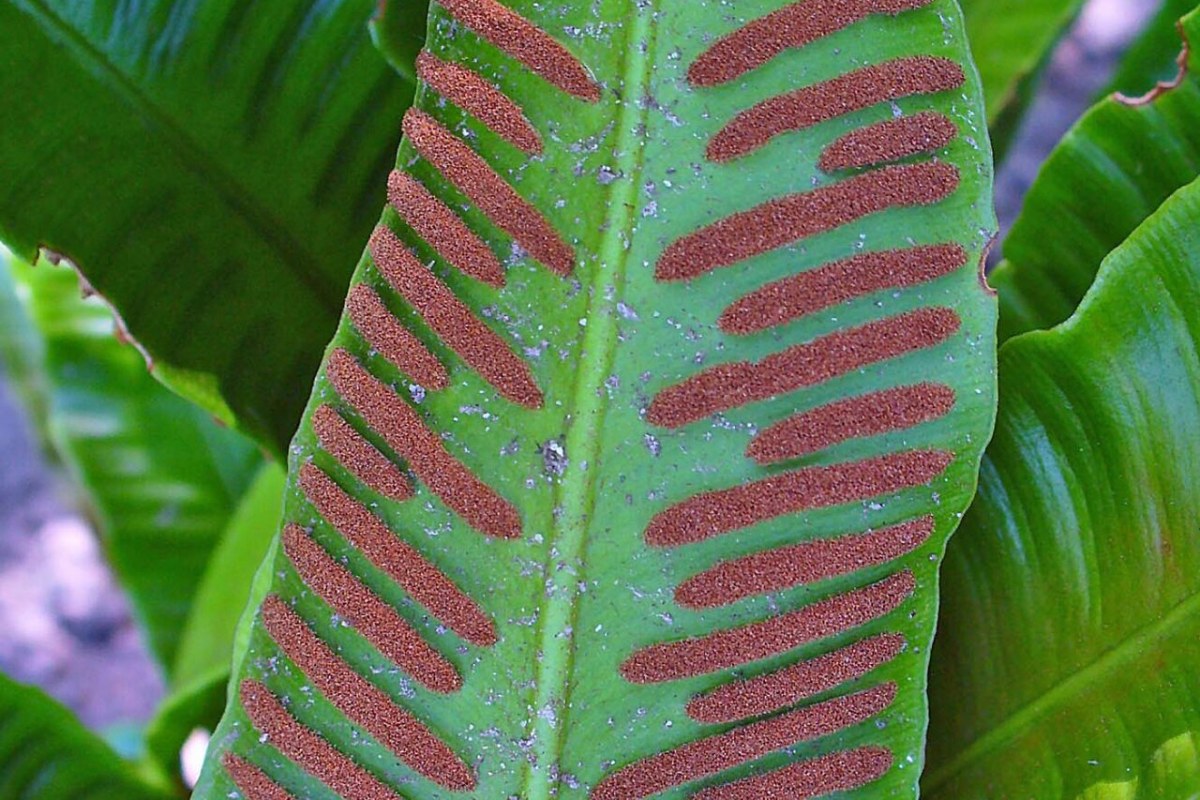 Hirschzungenfarn (Asplenium scolopendrium) — Pflanzenfoto