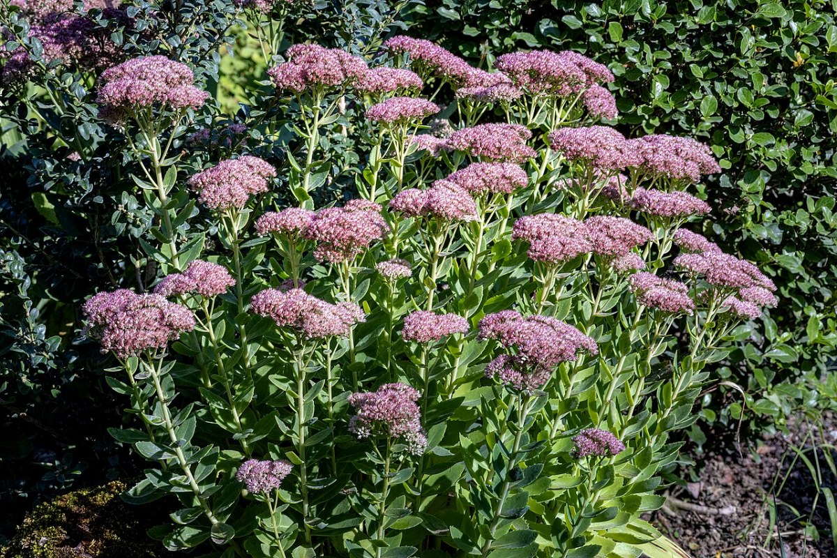Hohe Fetthenne (Sedum telephium) — Pflanzenfoto