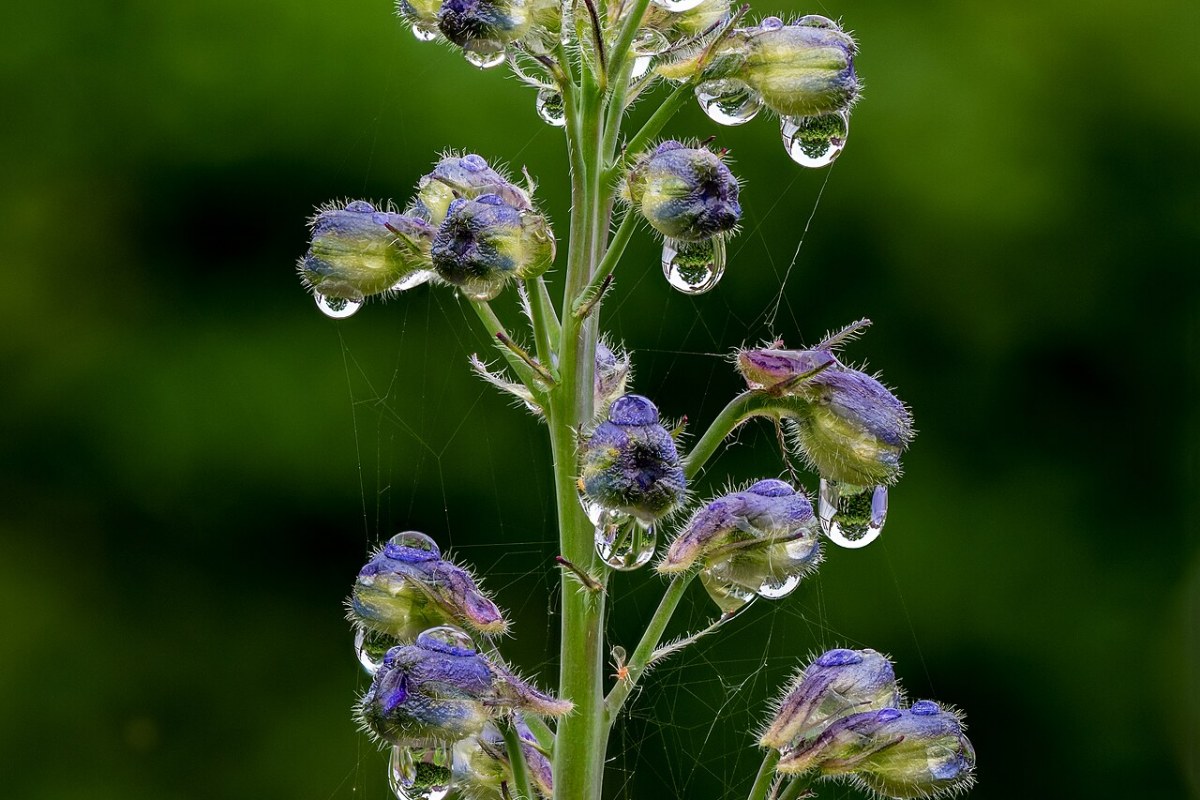 Hoher Rittersporn (Delphinium elatum) — Pflanzenfoto