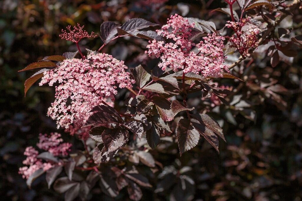 Holunder (Schwarzer Holunder) (Sambucus nigra) — Pflanzenfoto