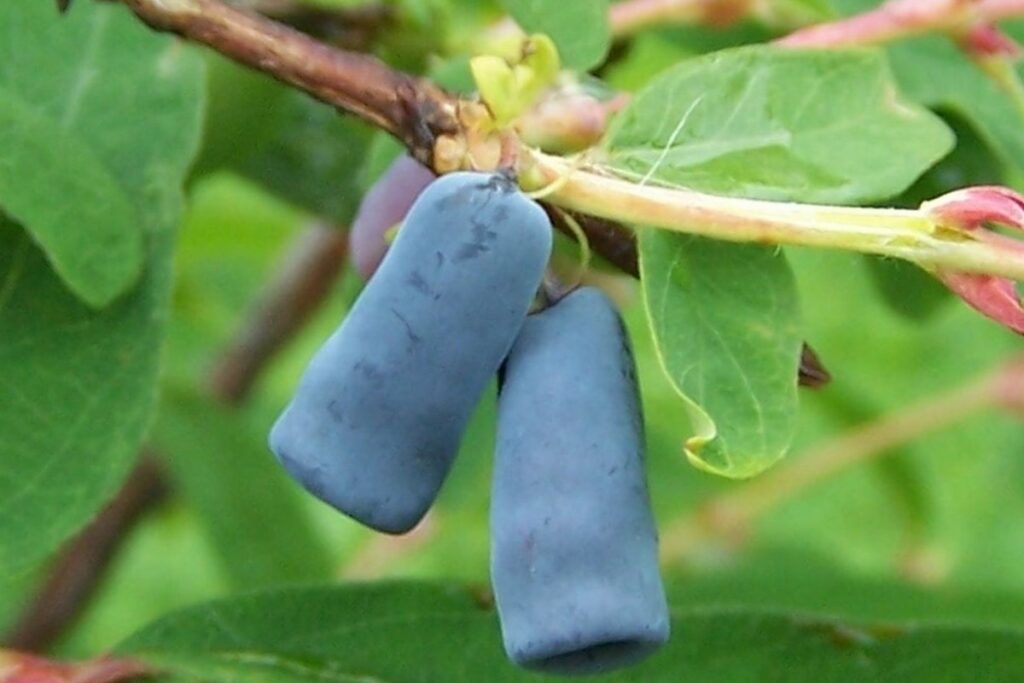 Honigbeere (Lonicera caerulea) — Pflanzenfoto