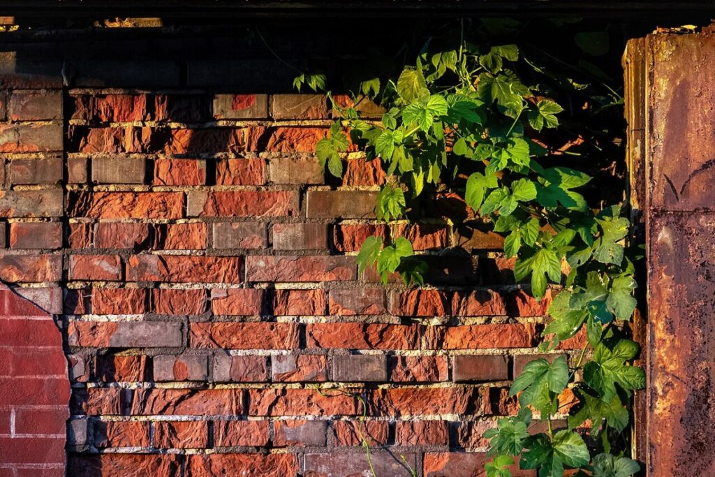 Hopfen (Humulus lupulus) — Pflanzenfoto