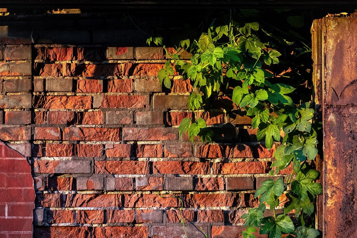 Hopfen (Humulus lupulus) — Pflanzenfoto
