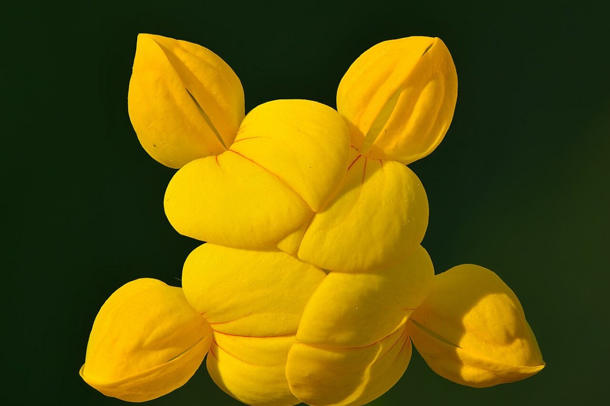 Hornklee (Lotus corniculatus) — Pflanzenfoto