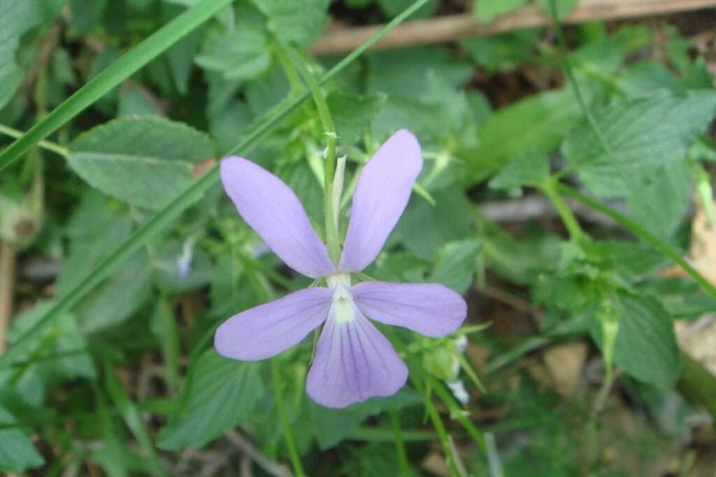 Hornveilchen (Viola cornuta) — Pflanzenfoto