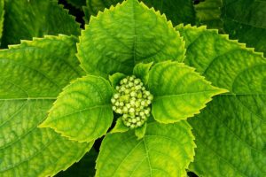 Hortensie