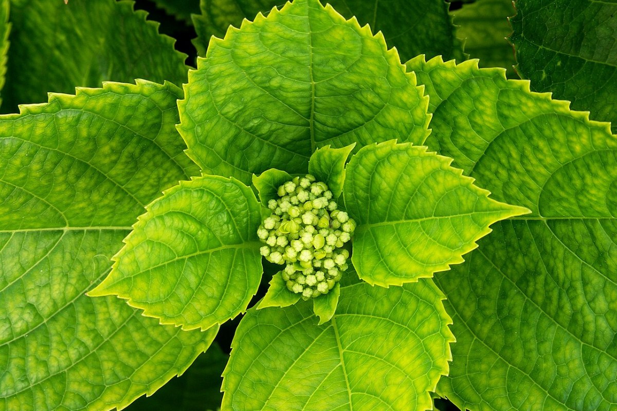 Hortensie (Hydrangea) — Pflanzenfoto