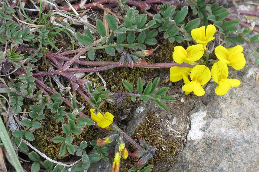 Hufeisenklee (Hippocrepis comosa) — Pflanzenfoto