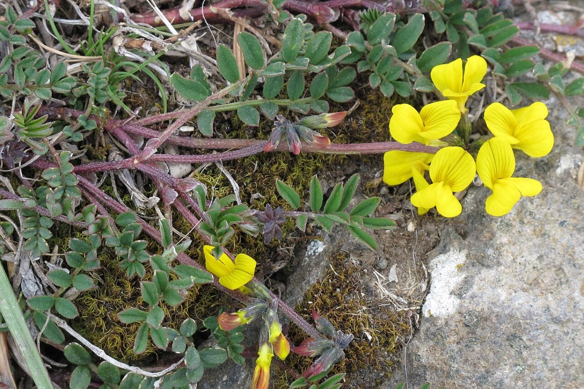 Hufeisenklee (Hippocrepis comosa) — Pflanzenfoto