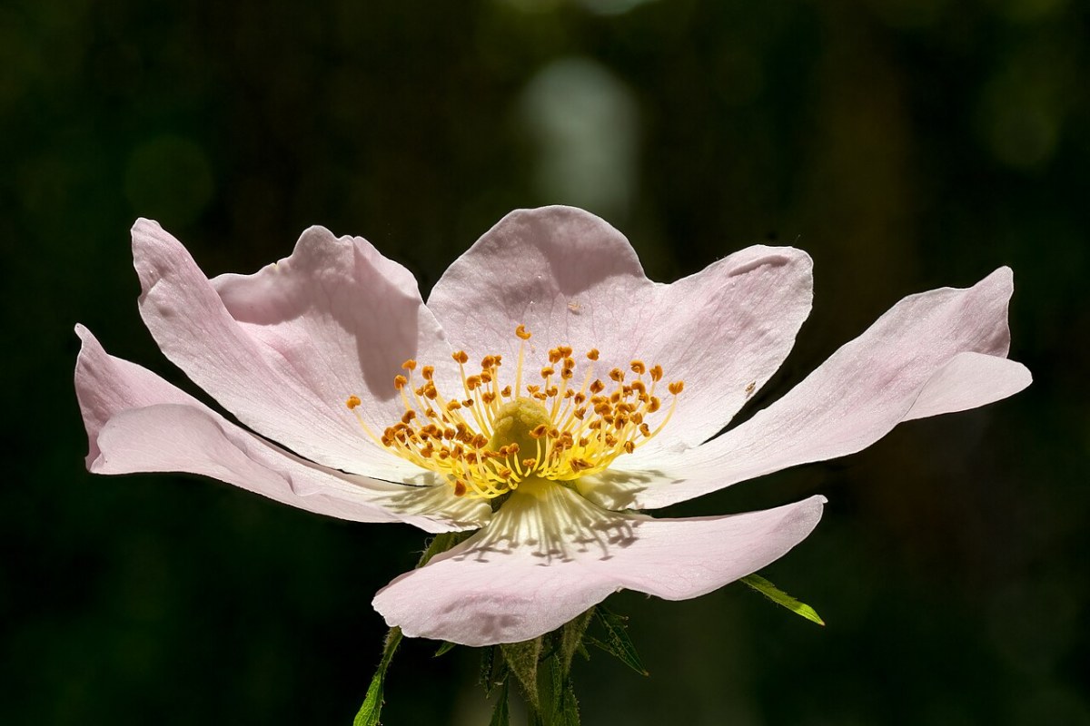 Hundsrose (Rosa canina) — Pflanzenfoto