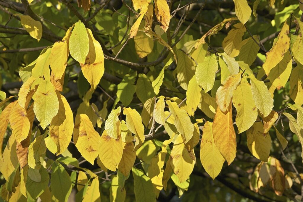 Indianerbanane (Asimina triloba) — Pflanzenfoto