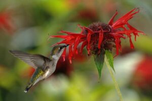 Indianernessel (Monarda)