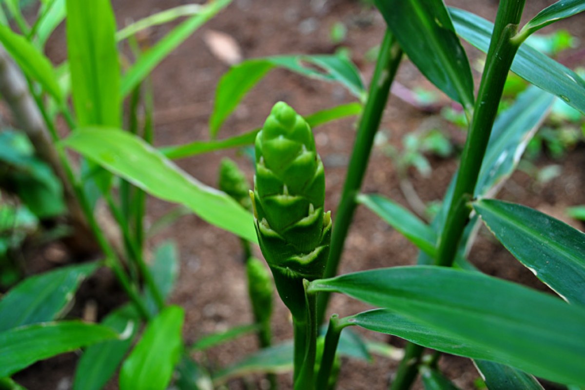 Ingwer (Zingiber officinale) — Pflanzenfoto
