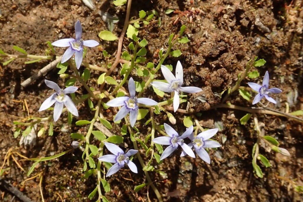 Isotoma (Isotoma fluviatilis) — Pflanzenfoto