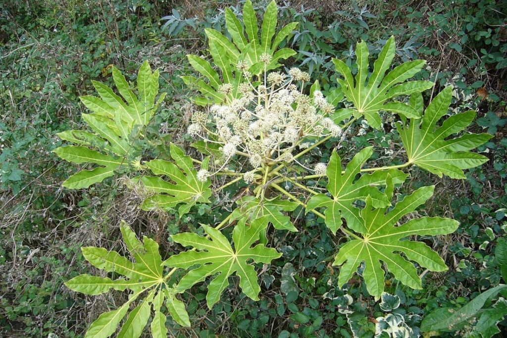 Japanische Aralie (Fatsia japonica) — Pflanzenfoto