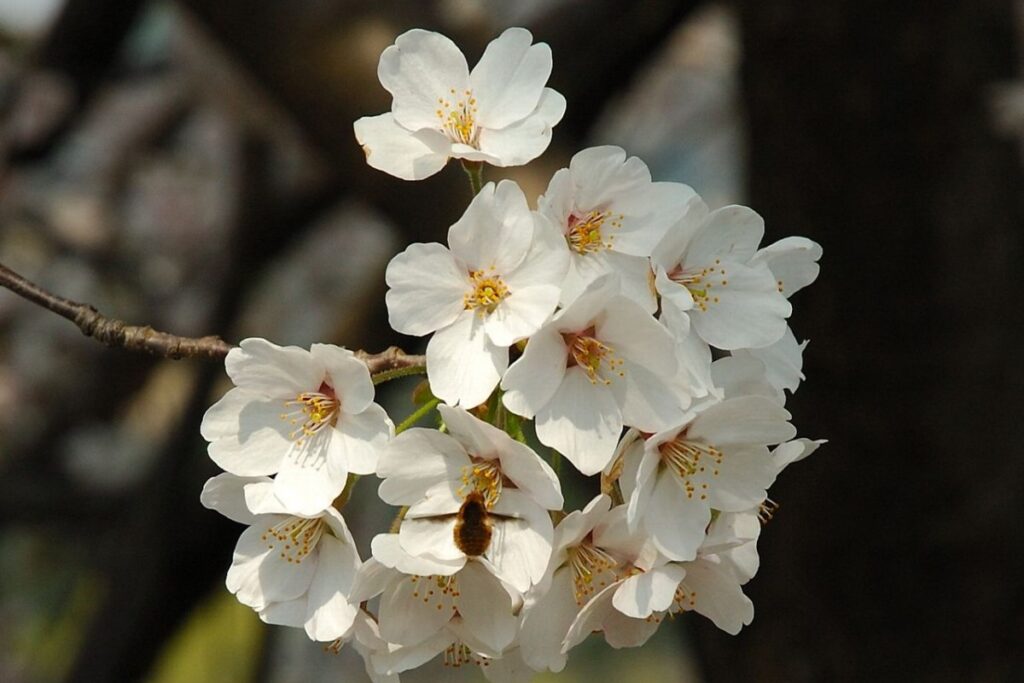 Japanische Blütenkirsche (Prunus serrulata) — Pflanzenfoto