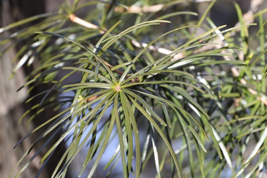 Japanische Schirmtanne (Sciadopitys verticillata) — Pflanzenfoto