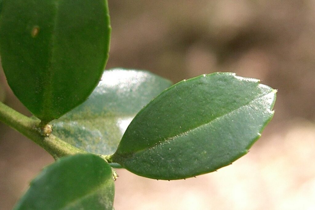 Japanische Stechpalme (Ilex crenata) — Pflanzenfoto