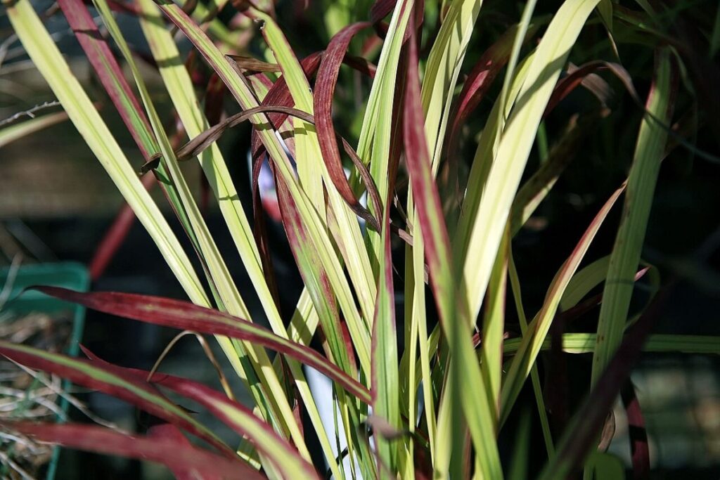 Japanisches Blutgras (Imperata cylindrica 'Red Baron') — Pflanzenfoto