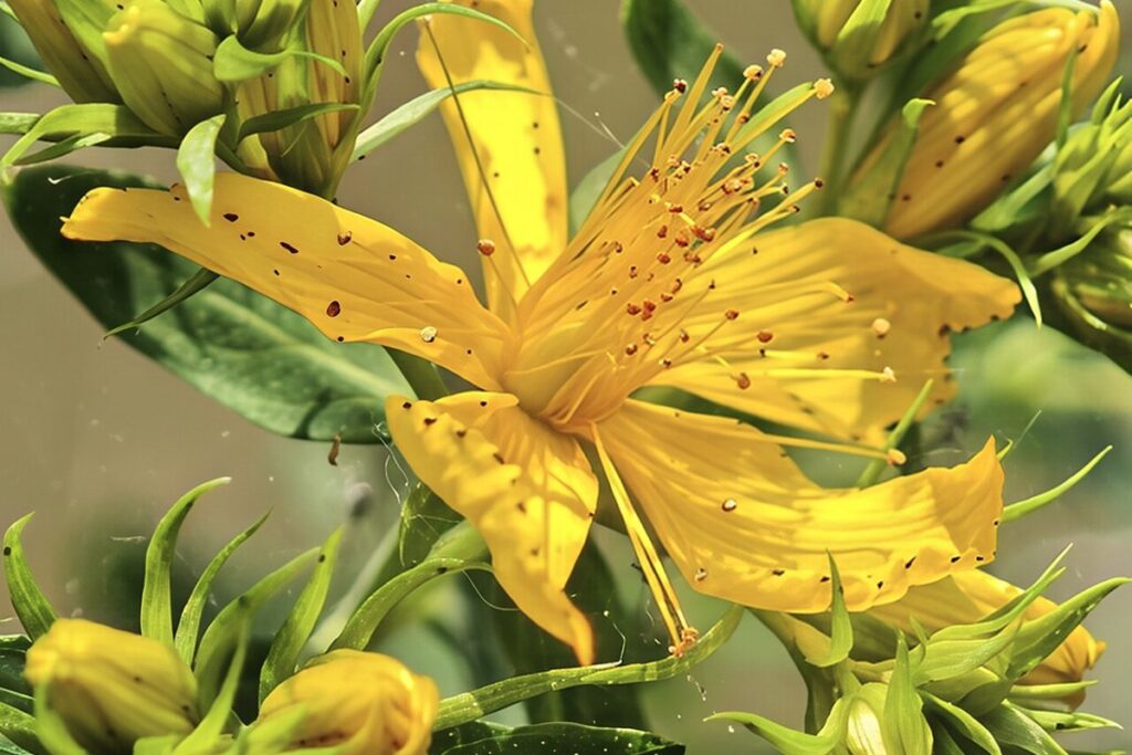 Johanniskraut (Hypericum perforatum) — Pflanzenfoto
