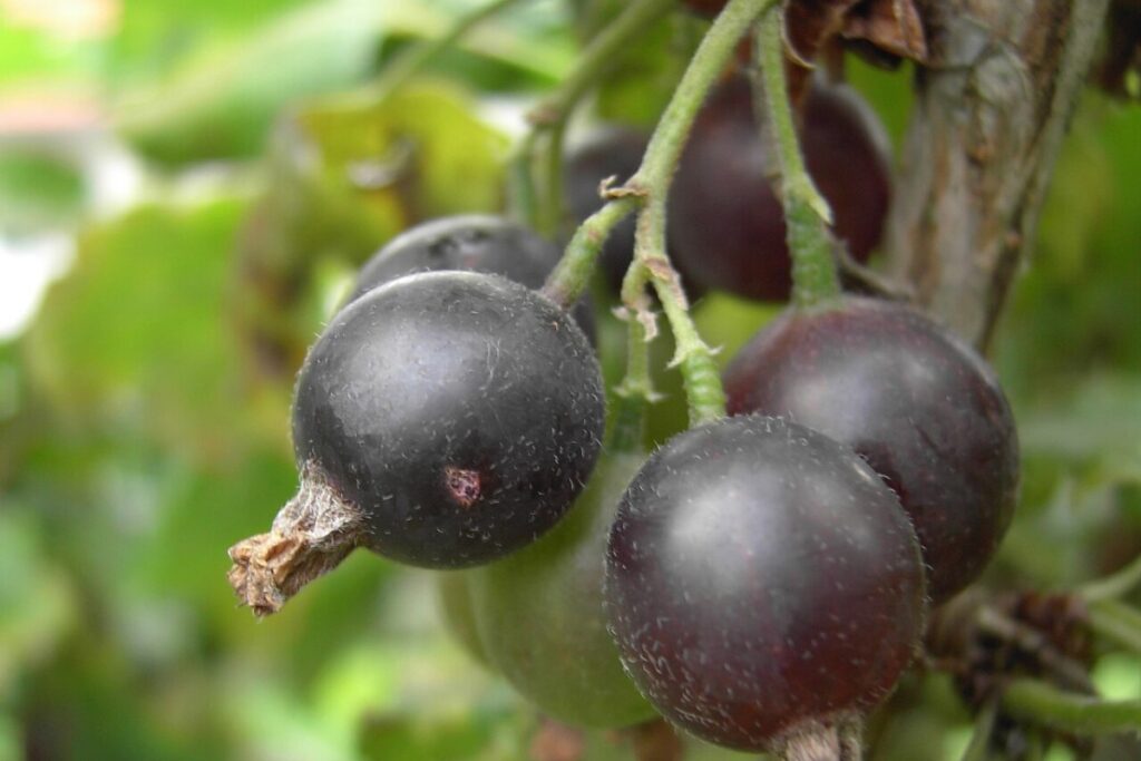 Jostabeere (Ribes × nidigrolaria) — Pflanzenfoto