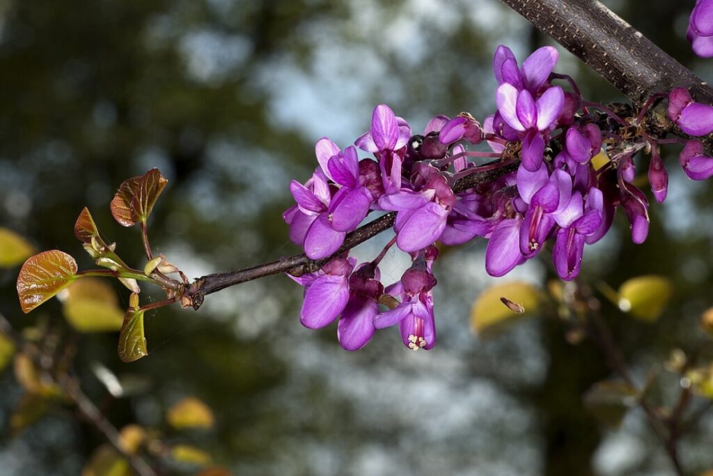 Judasbaum (Cercis siliquastrum) — Pflanzenfoto