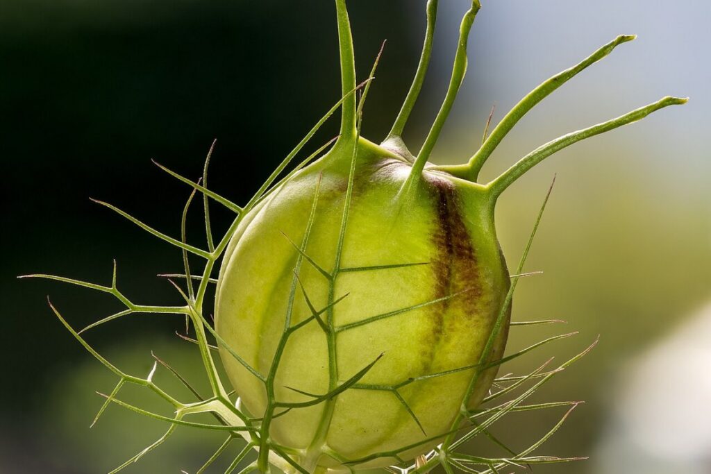 Jungfer im Grünen (Nigella damascena) — Pflanzenfoto