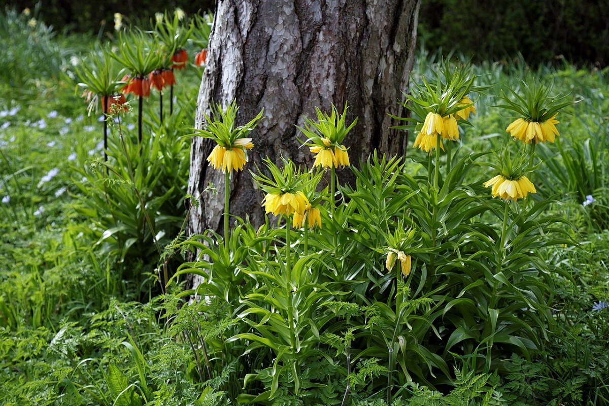 Kaiserkrone (Fritillaria imperialis) — Pflanzenfoto