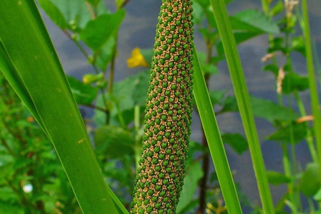 Kalmus (Acorus calamus) — Pflanzenfoto