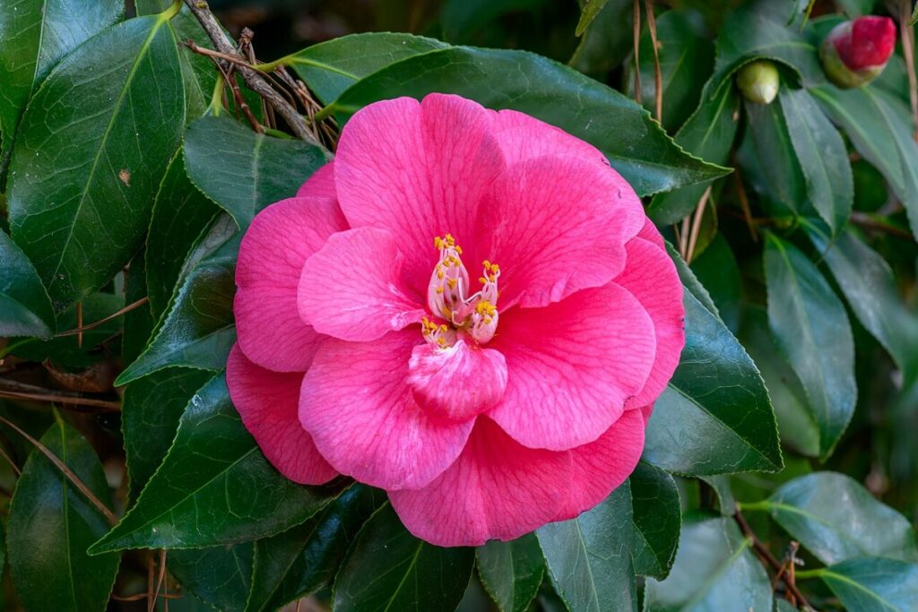 Kamelie (Camellia japonica) — Pflanzenfoto