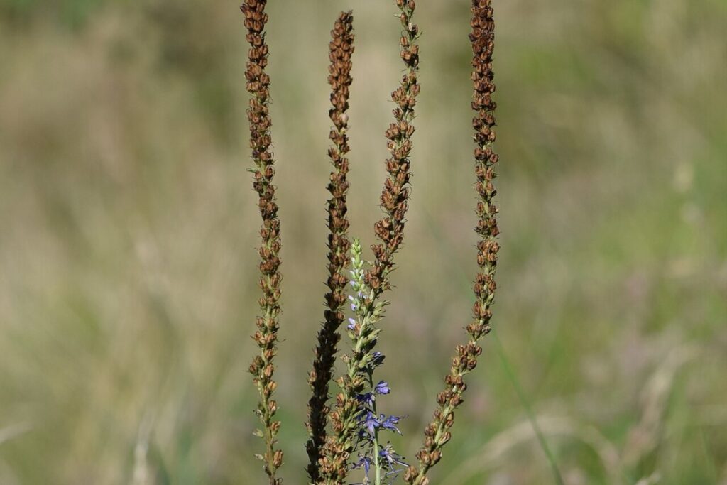 Kandelaber-Ehrenpreis (Veronica longifolia) — Pflanzenfoto
