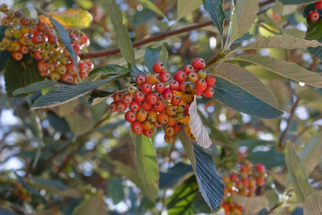 Kapaster (Sorbus aria) — Pflanzenfoto