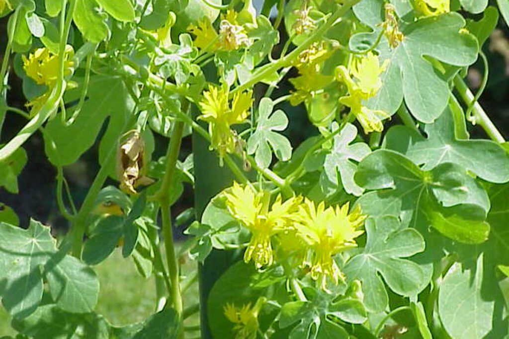 Kapuzinerkresse rankend (Tropaeolum peregrinum) — Pflanzenfoto