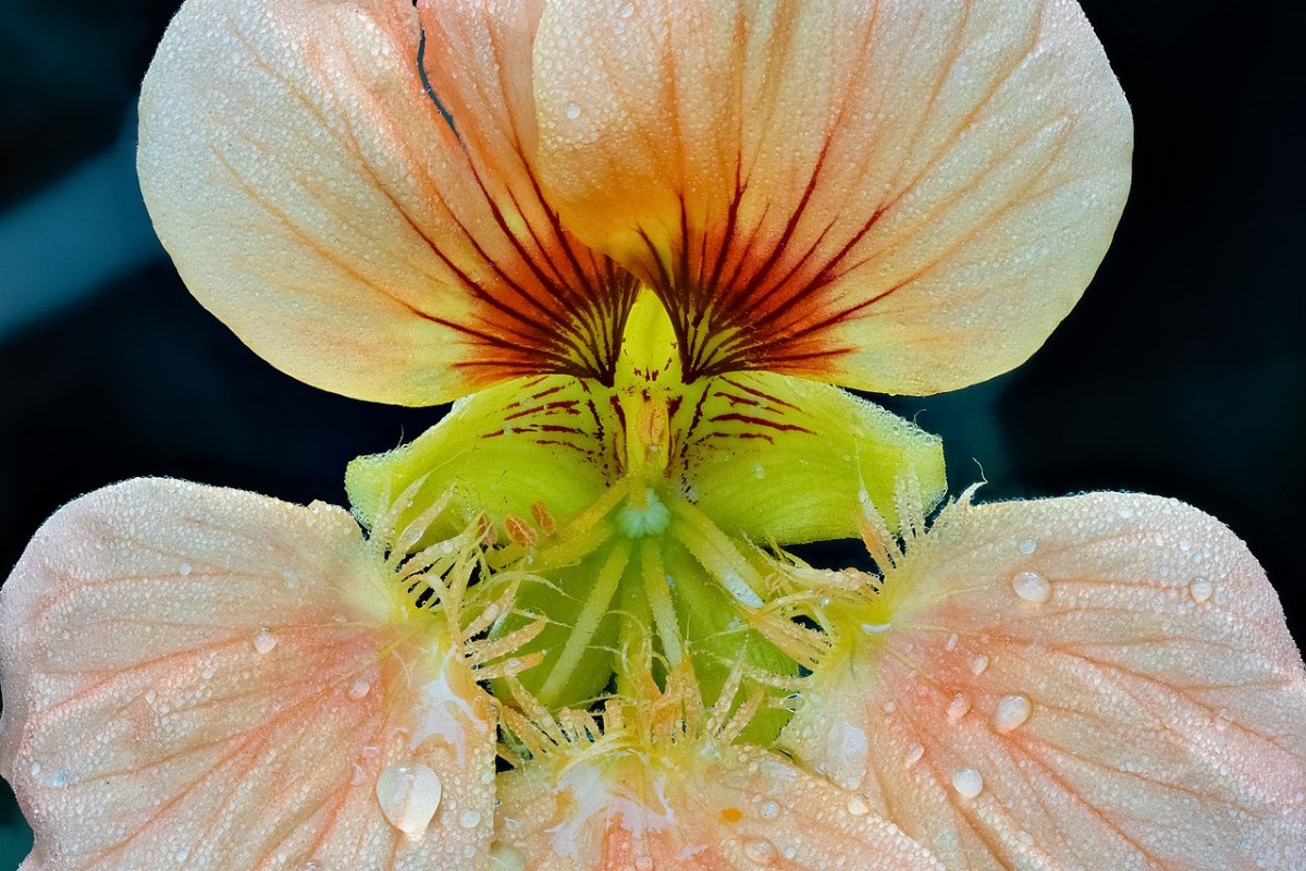 Kapuzinerkresse (Tropaeolum majus) — Pflanzenfoto