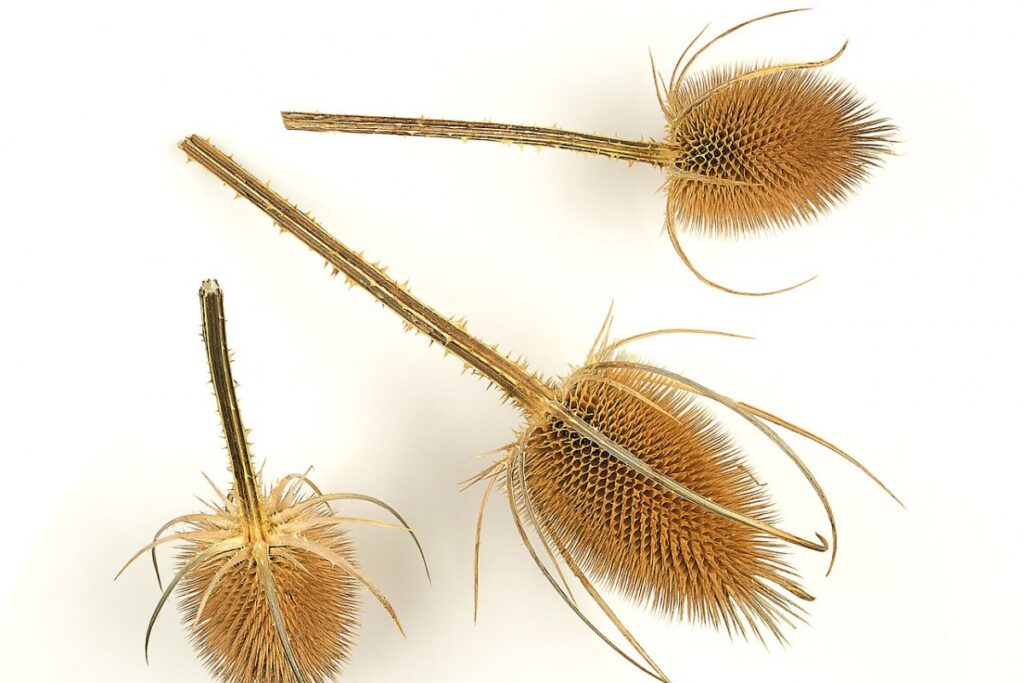 Kardendistel (Dipsacus fullonum) — Pflanzenfoto