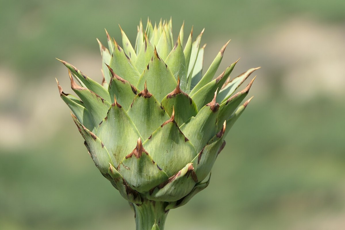 Kardone (Cynara cardunculus) — Pflanzenfoto