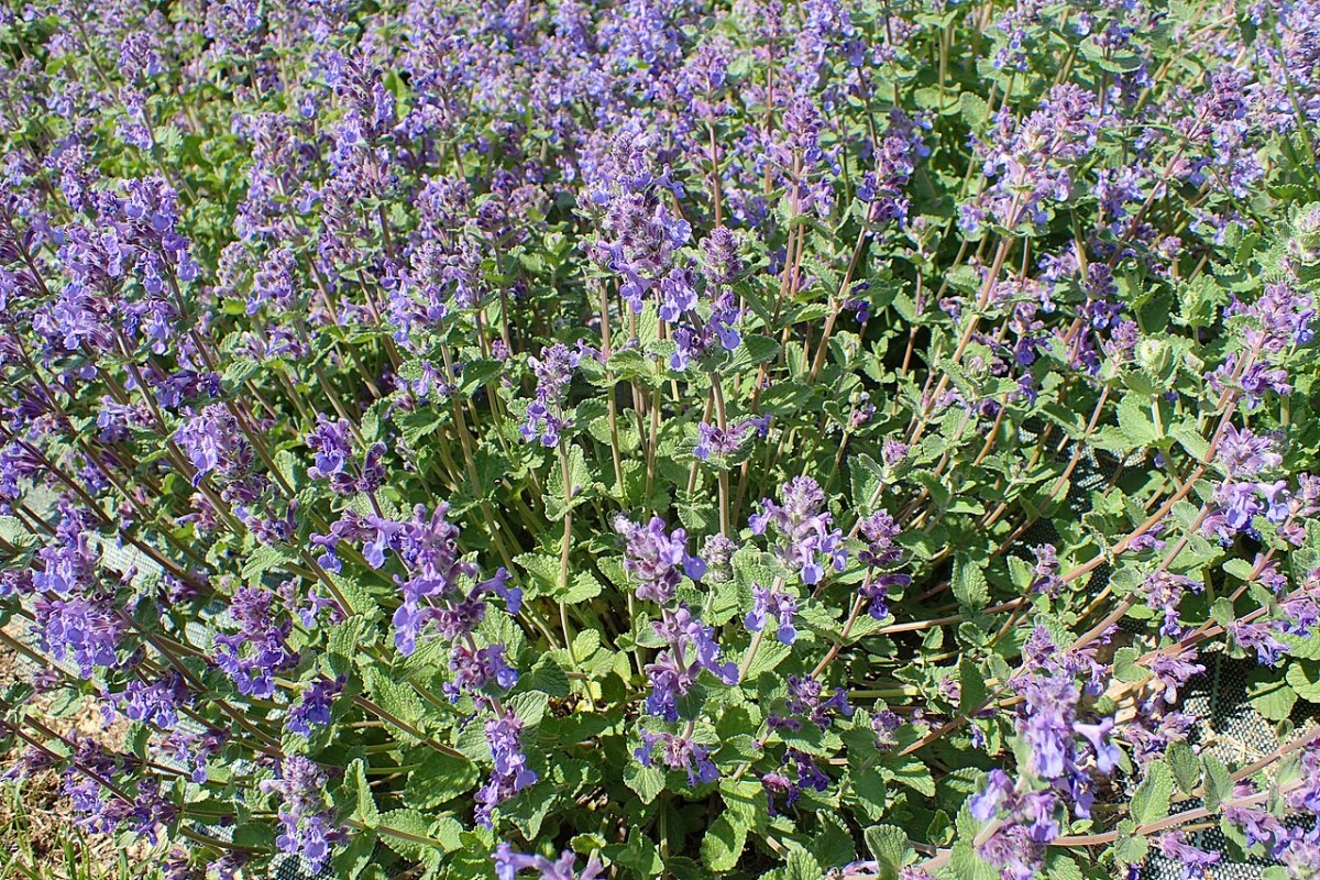 Katzenminze (Nepeta × faassenii) — Pflanzenfoto