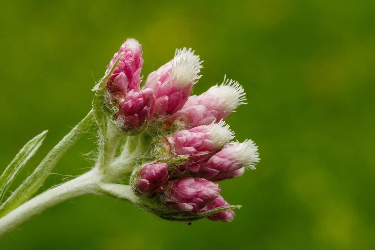 Katzenpfötchen (Antennaria dioica) — Pflanzenfoto