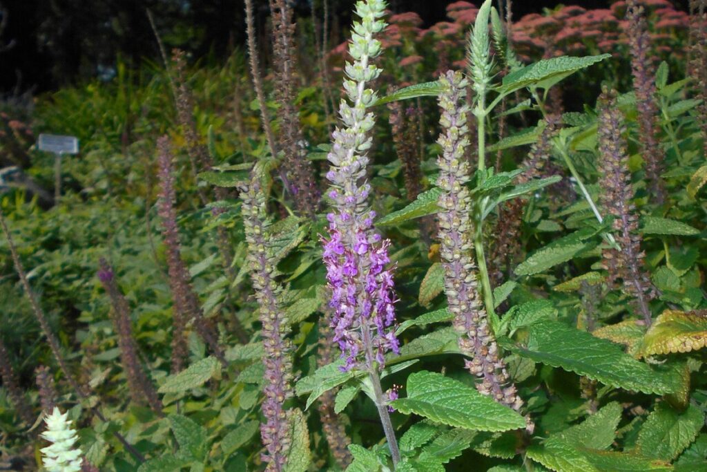Kaukasus-Gamander (Teucrium hyrcanicum) — Pflanzenfoto